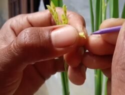 Bioteknologi Lokal dan Kedaulatan Inovasi Tanaman: Urgensi Kemandirian Indonesia