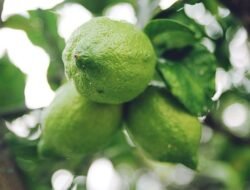Cara Menanam Pohon Jeruk Nipis di Pot, Tumbuh Subur