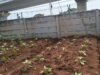 332 Tanaman Petani Kampung Susun Bayam Mati Usai Dipindah ke Samping JIS: Kami Sakit Hati