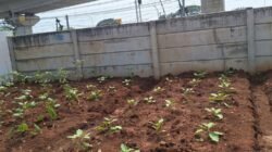 332 Tanaman Petani Kampung Susun Bayam Mati Usai Dipindah ke Samping JIS: Kami Sakit Hati