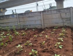 Tanaman Mati Usai Dipindah Dekat JIS, Petani Kampung Bayam: Kerugian Tak Terhitung