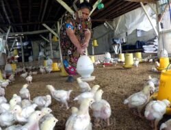 Analis Khawatir Tarif 0% Berdampak pada Petani-Peternak Lokal, Ini Alasannya