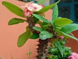 10 Tanaman yang Bikin Seret Rezeki, Jangan Ditanam di Rumah