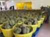 Kamboja mengirimkan pengiriman durian segar pertama ke Tiongkok