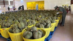 Kamboja mengirimkan pengiriman durian segar pertama ke Tiongkok