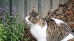 Apakah Catnip Benar-benar Aman untuk Kucing? Ini Kata Dokter Hewan