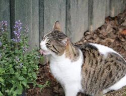Apakah Catnip Benar-benar Aman untuk Kucing? Ini Kata Dokter Hewan