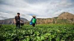 Petani Kami Masih Tidak Siap Menghadapi Cuaca Ekstrem