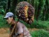 Dilema Petani Sawit Swadaya di Sumbar, Ini Harapan Apkasindo