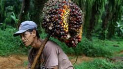 Dilema Petani Sawit Swadaya di Sumbar, Ini Harapan Apkasindo