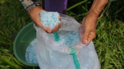 Kuningan Salurkan Dana Bangpupuk, Petani Bebas Tebus Pupuk