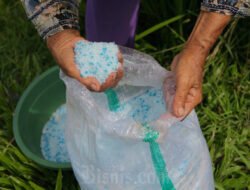 Kuningan Salurkan Dana Bangpupuk, Petani Bebas Tebus Pupuk