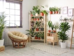 8 Tanaman Feng Shui yang Dapat Menarik Hoki dan Rezeki ke Rumah