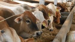 Peternakan lebah membantu petani Uasin Gishu mengembangkan sumber pendapatan yang beragam