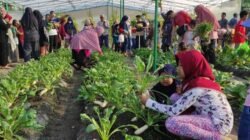 Petrokimia Gresik Buktikan Kemenangan Riset Pertanian, Buncob Buah dan Sayur Hasilkan Panen Besar