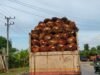 Harga Sawit di Jambi Rp3.442 per Kg, Berapa yang Dapat Petani?