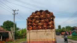 Harga Sawit di Jambi Rp3.442 per Kg, Berapa yang Dapat Petani?