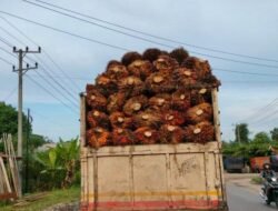 Harga Sawit di Jambi Rp3.442 per Kg, Berapa yang Dapat Petani?