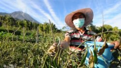 Kisah Mahasiswa Stiper Flores Bajawa Ngada NTT Belajar Pertanian Modern di Israel