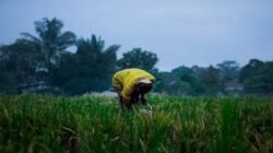 Lagos Merencanakan Inisiatif Pertanian Senilai 500 Miliar Naira untuk Meningkatkan Keamanan Pangan