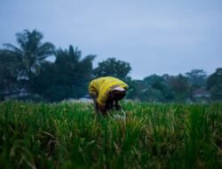 Lagos Merencanakan Inisiatif Pertanian Senilai 500 Miliar Naira untuk Meningkatkan Keamanan Pangan