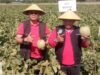 Rekor MURI Kegiatan Panen Melon di Nganjuk yang Diikuti 1000 Petani