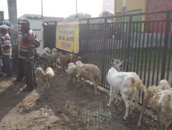 Kisah Pedagang Hewan Pasar Kambing Cisalak Depok, Sering Kena Penggusuran Selama 15 Tahun