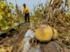 Diikuti Seribu Petani,Panen Melon di Kabupaten Nganjuk Dapat Rekor MURI