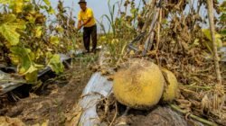 Diikuti Seribu Petani,Panen Melon di Kabupaten Nganjuk Dapat Rekor MURI