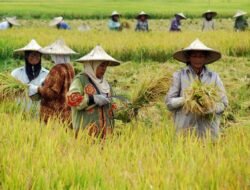 Tingkatkan Produktivitas Pertanian Melalui Perkebunan Agrokompleks, Distan Tanjung Selor Berharap Petani Panen Setiap Saat