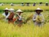 Petani Solok Berkembang dengan Basolek: Program Bareh Solok Elektrik