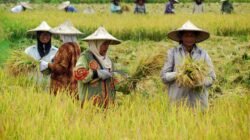 Petani Solok Berkembang dengan Basolek: Program Bareh Solok Elektrik