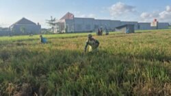Perang Melawan Hama Wereng, Petani se-Ponorogo Lakukan Semprotan Massal