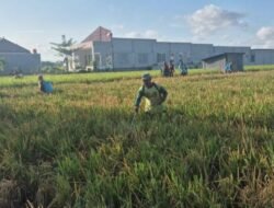 Perang Melawan Hama Wereng, Petani se-Ponorogo Lakukan Semprotan Massal