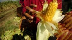 Tim Asistensi Pangan Polda Kalbar Pantau Progres Tanaman Jagung di Kayong Utara dan Ketapang