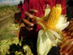 Tim Asistensi Pangan Polda Kalbar Pantau Progres Tanaman Jagung di Kayong Utara dan Ketapang
