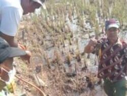 Jaga Keamanan Pangan, Dispertan Garut Lawan Hama Tanaman