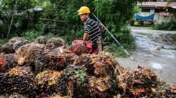 Dari Desa ke Devisa: Peran Sawit yang Mengubah Negeri