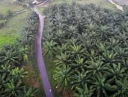 Perusahaan Kolonial Kuasai Sawit, Garut Minta 20% untuk Rakyat