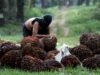 IEU-CEPA: Tekstil dan Sawit RI Bebas Tarif ke Eropa