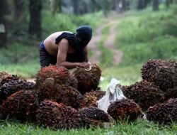 IEU-CEPA: Tekstil dan Sawit RI Bebas Tarif ke Eropa