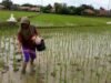 Petani Kehilangan Panen, Padi Tegak Tapi Hasil Menurun
