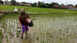 Petani Kehilangan Panen, Padi Tegak Tapi Hasil Menurun