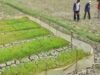 Petani Bekasi Kesulitan Akibat Sawah Kering dan Saluran Tersumbat