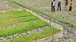 Petani Bekasi Kesulitan Akibat Sawah Kering dan Saluran Tersumbat