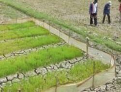 Wilayah Utara Bekasi Kekeringan, Petani Kesakitan: Tanam atau Bekerja Apa?