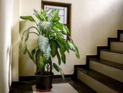 Kenali Tanaman Hias Dieffenbachia, Uniknya Bisa Tumbuh Tinggi 3 Meter