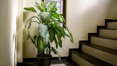 Dieffenbachia (sumber: shutterstock)