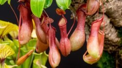Manfaat Kantong Semar (Nepenthes): Bukan Hanya Tumbuhan Pemangsa Biasa