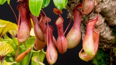 Kantong Semar (Nepenthes)